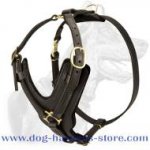 Alaskan Malamute Exclusive Handcrafted Leather Dog Harness