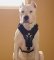 Argentine Dogo Padded Leather Dog Harness