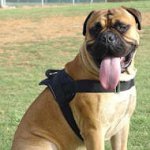 Nylon Multi-purpose Dog Harness for Tracking/Pulling