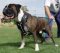 Boxer Deluxe Leather Dog Harness- boxer dog harness