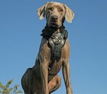 Exclusive Handcrafted Padded Leather Dog Harness for Weimaraner