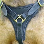 Walking Leather Dog Harness for Wirehaired Pointing Griffon