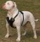 Exclusive Luxury Handcrafted Padded Leather Dog Harness am-bulld