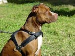 Tracking/Pulling Leather Dog Harness- Pitbull harness
