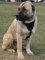 Designer Leather Dog Harness- Anatolian Shepherd