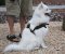 Small leather dog harness for American Eskimo