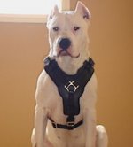 Argentine Dogo Padded Leather Dog Harness
