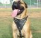 Mastiff Leather Dog Harness- Large Harness,Extra Large Harness