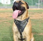 Mastiff Leather Dog Harness- Large Harness,Extra Large Harness