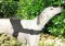 Gazelle Hound Dog Harness -Saluki Dog Harness -Nylon Dog Harness