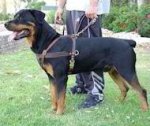 Tracking/Pulling Large Leather Dog Harness for Rottweiler