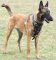 Agitation/Protection Leather Dog Harness for Belgian Malinois