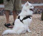Small leather dog harness for American Eskimo