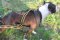 WEIGHT PULL HARNESS- Weight pulling dog harness