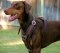 Exclusive Handcrafted Padded Leather Dog Harness for Doberman