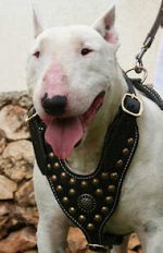Exclusive Design Studded Royal Bull Terrier Leather Dog Harness