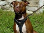 Tracking Walking Leather Dog Harness for Pitbull