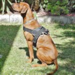 Rhodesian Ridge Nylon dog harness pulling(multi-purpose harness)
