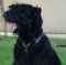 Luxury handcrafted dog harness- Black russian terrier