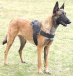 Nylon multi-purpose dog harness for tracking / pulling