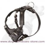 Staffordshire Bull Terrier Leather Dog Harness- custom harness