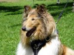 Tracking Walking leather dog harness - Collie dog harness
