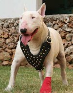 Bull Terrier Studded Walking dog harness-BT deluxe harness
