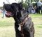 Luxury Handcrafted Dog Harness for Cane corso