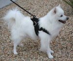 American Eskimo Nylon multi-purpose dog harness for walking