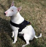 English Bull Terrier Nylon multi-purpose dog harness for walkin