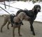 Weimaraner dog harness - Nylon multi-purpose dog harness for
