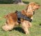 Nylon multi-purpose dog harness for tracking/pulling-Spaniel