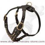 Studded Walking dog harness to fit Boerboel Mastiff