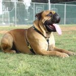 Luxury Handcrafted Dog Harness for Bullmastiff