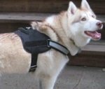 Siberian Husky HARNESS-Reflective Nylon Dog Harness -H6 PLUS