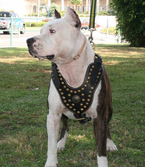 Royal Dog Harness - Exclusive Design Studded Leather Harness