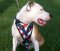Custom handmade Leather Dog Harness for American Pitbull