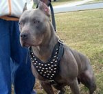 Designer Handmade Leather Dog Harness With Studs for Cane Corso