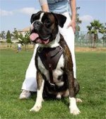 Agitation/Protection Leather Dog Harness-Boxer