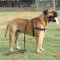 Tracking/Pulling Leather Dog Harness for Bullmastiff