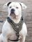 Royal Dog Harness-Exclusive Design Studded Leather Harness-AmBu