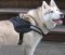 Siberian Husky HARNESS-Reflective Nylon Dog Harness -H6 PLUS