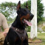 Agitation/Protection Leather Dog Harness for Doberman Pinscher