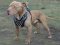 Deluxe Spiked Dog Harness for Pitbull