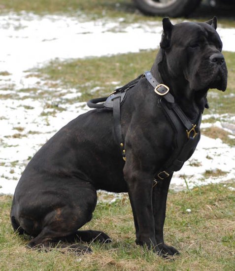 Get Walking Leather Cane Corso Collar, Spiked, Studded