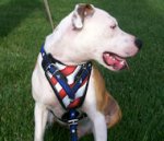 Custom handmade Leather Dog Harness for American Pitbull