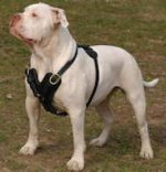 Exclusive Luxury Handcrafted Padded Leather Dog Harness am-bulld