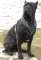 Cane Corso Mastiff Spike Dog Harness