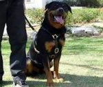 Luxury Handcrafted Dog Harness for Rottweiler Dog