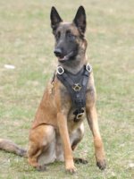Exclusive Luxury Handcrafted Padded Leather Dog Harness Malinois